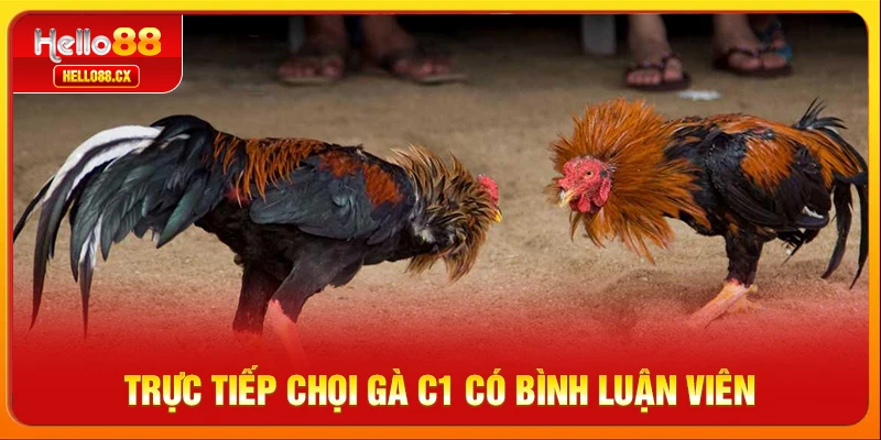 Trực tiếp chọi gà C1 có bình luận viên